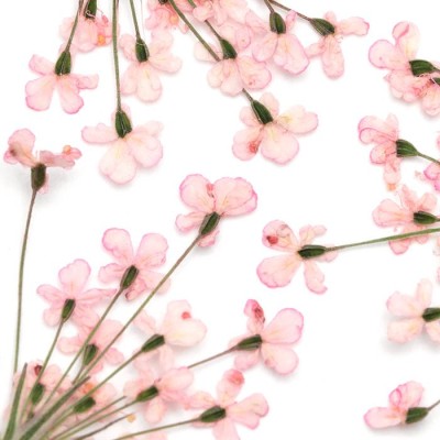 Sušené květy, pink